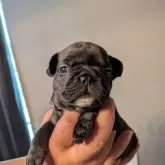 フレンチブルドッグ