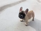 フレンチブルドッグ【京都府・男の子・2025年7月21日・フォーンホワイト】の写真2