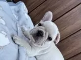 フレンチブルドッグ【京都府・男の子・2025年7月21日・クリーム】の写真4