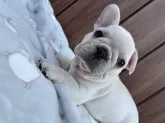 フレンチブルドッグ【京都府・男の子・2025年7月21日・クリーム】の写真5