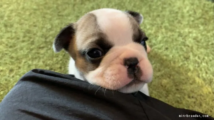 なおこっこ 様のお迎えした子犬