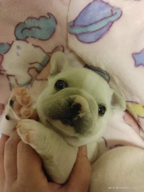 ID:2203-02989の子犬
