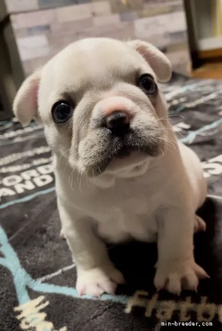 ID:2203-02990の子犬
