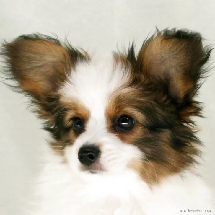 パピヨン【徳島県・男の子・2025年8月18日・ホワイト&amp;ブラウン】の写真1