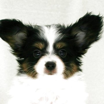 パピヨン【徳島県・女の子・2025年8月18日・トライカラー】の写真「両親共にJKC CH　とても人なつっこいです。」