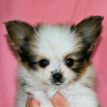 パピヨン【徳島県・男の子・2024年10月1日・ホワイト&ブラウン】の写真「元気な極小パピヨンです」