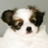 パピヨン