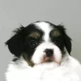パピヨン