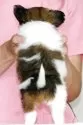 パピヨン【徳島県・男の子・2025年4月30日・ホワイト&ブラウン】の写真7