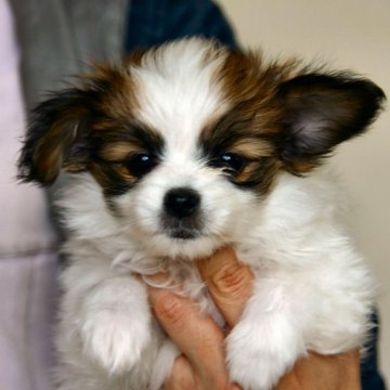 パピヨン【徳島県・女の子・2023年12月21日・ホワイト&ブラウン】の写真「両親共にJKC CH」