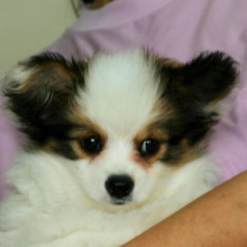 パピヨン【徳島県・男の子・2024年7月29日・ホワイト&ブラウン】の写真「両親共にJKC CH　とても人なつっこいです。」