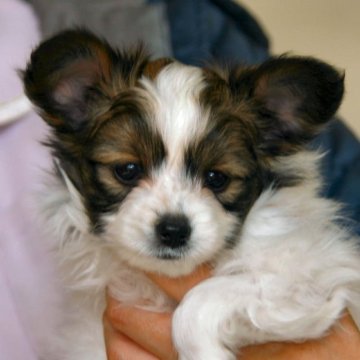 パピヨン【徳島県・男の子・2023年12月21日・ホワイト&ブラウン】の写真「両親共にJKC CH」