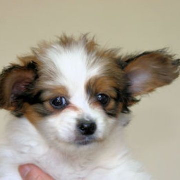 パピヨン【徳島県・女の子・2024年2月5日・ホワイト&ブラウン】の写真「お父さんJKC CH　おかあさん血統優秀」