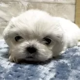 ペキニーズ