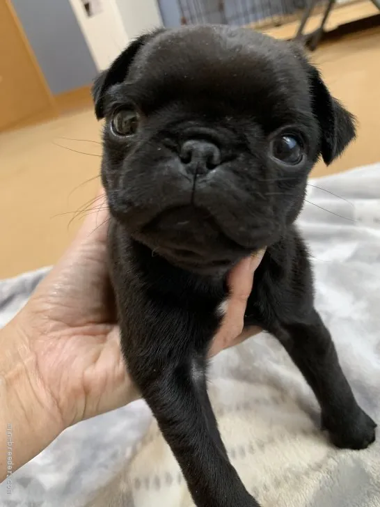 ID：2201-00119の子犬