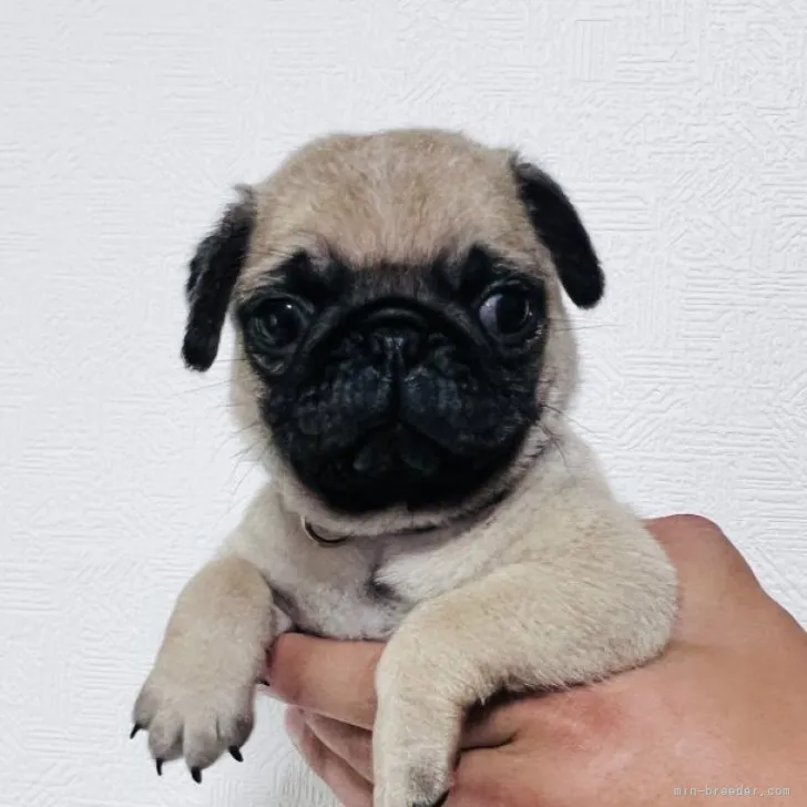 よっちゃん 様のお迎えした子犬