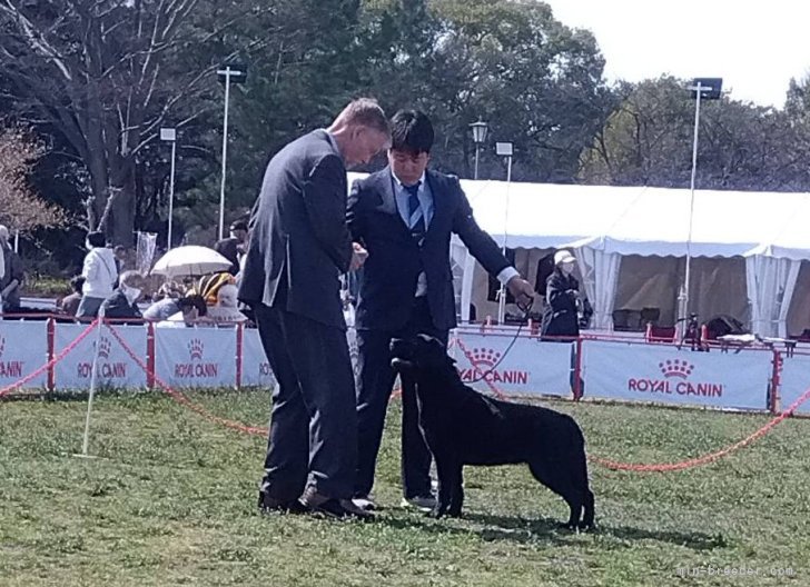 ジュニアチャンピオン｜太田　聖一(おおた　せいいち)ブリーダー(新潟県・ラブラドールレトリバー・JKC登録)の紹介写真9