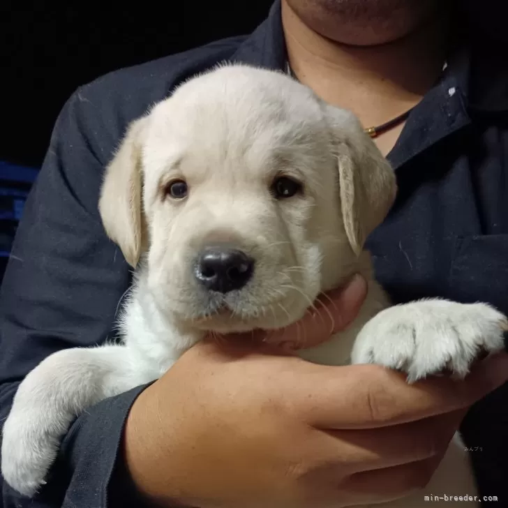 ID：2509-07170の子犬