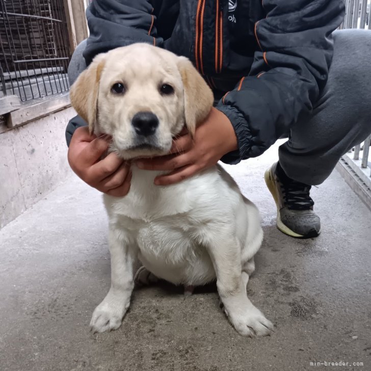 ラブラドールレトリバー【新潟県・男の子・2025年8月18日・イエロー