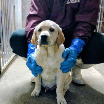 ラブラドールレトリバー【新潟県・男の子・2025年8月18日・イエロー】の写真「イギリス老舗名門ロチェビィ血統チャンピオン直子」