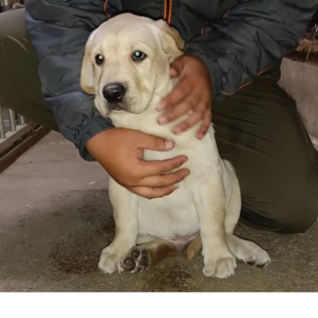 ラブラドールレトリバー【新潟県・男の子・2025年8月13日・イエロー】の写真「イギリス老舗名門ロチェビィ犬舎血統の優秀な男の子」