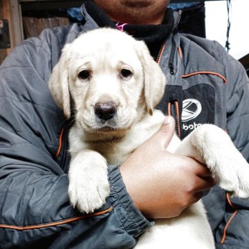 ラブラドールレトリバー【新潟県・女の子・2025年8月18日・イエロー】の写真「両親共に英国老舗名門ロチェビィ犬舎血統優秀な女の子」