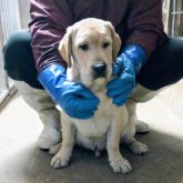 ラブラドールレトリバー