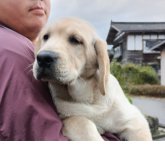 ラブラドールレトリバー