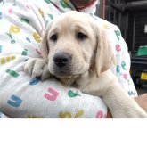 ラブラドールレトリバー