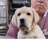 ラブラドールレトリバー