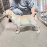 ラブラドールレトリバー【新潟県・男の子・2025年8月13日・イエロー】の写真4