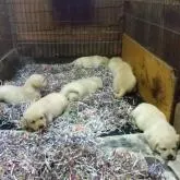 ラブラドールレトリバー【新潟県・男の子・2022年8月12日・イエロー】の写真2