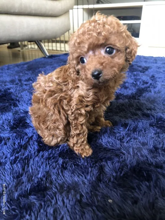 K.Y 様のお迎えした子犬