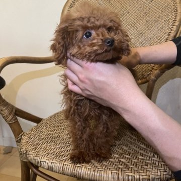 トイプードル(タイニー)【広島県・男の子・2023年8月20日・レッド】の写真「元気いっぱい！！タイニーサイズ濃いレッドの男の子☆」