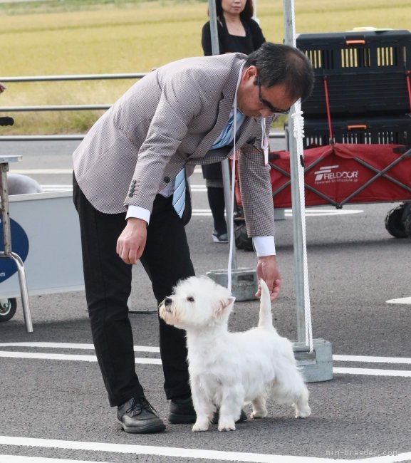 北川　浩一(きたがわ　ひろかず)ブリーダー(神奈川県・シーズーなど・JKC登録)の紹介写真3