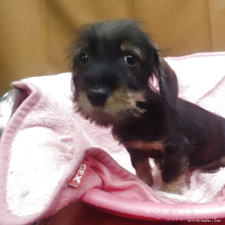 ID:2504-02846の子犬