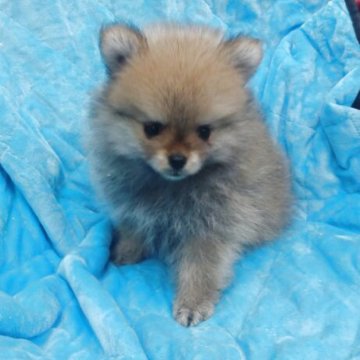 ポメラニアン【神奈川県・女の子・2025年9月3日・オレンジ】の写真「可愛い女の子」