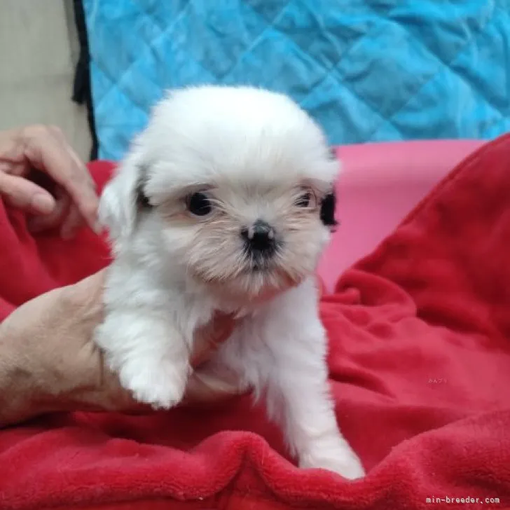 ID:2310-05646の子犬