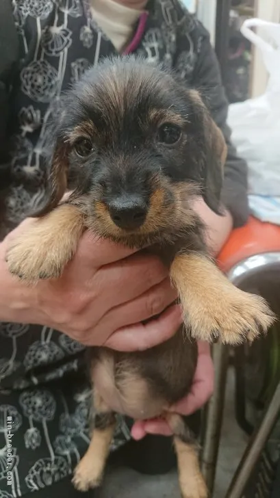 ID:2103-02554の子犬