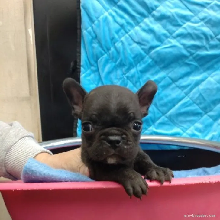 ID：2310-02016の子犬