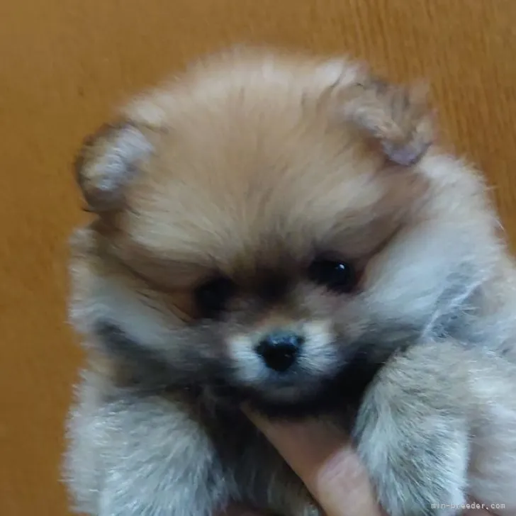 ID:2305-01815の子犬