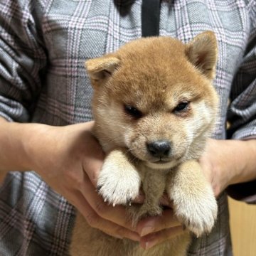 柴犬(標準サイズ)【神奈川県・女の子・2023年11月1日・赤】の写真「ヤンチャな女の子」