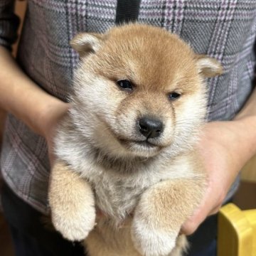 柴犬(標準サイズ)【神奈川県・女の子・2023年11月1日・赤】の写真「可愛い女の子」