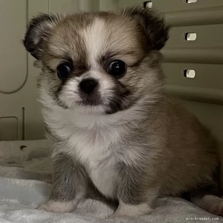 ID:2412-02328の子犬