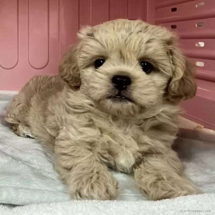 ID:2412-04209の子犬