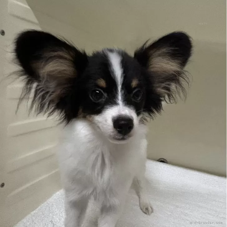 パピヨン【岐阜県・男の子・2025年6月27日・トライカラー】の写真1