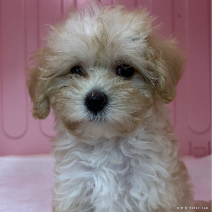 ブリーダー画像