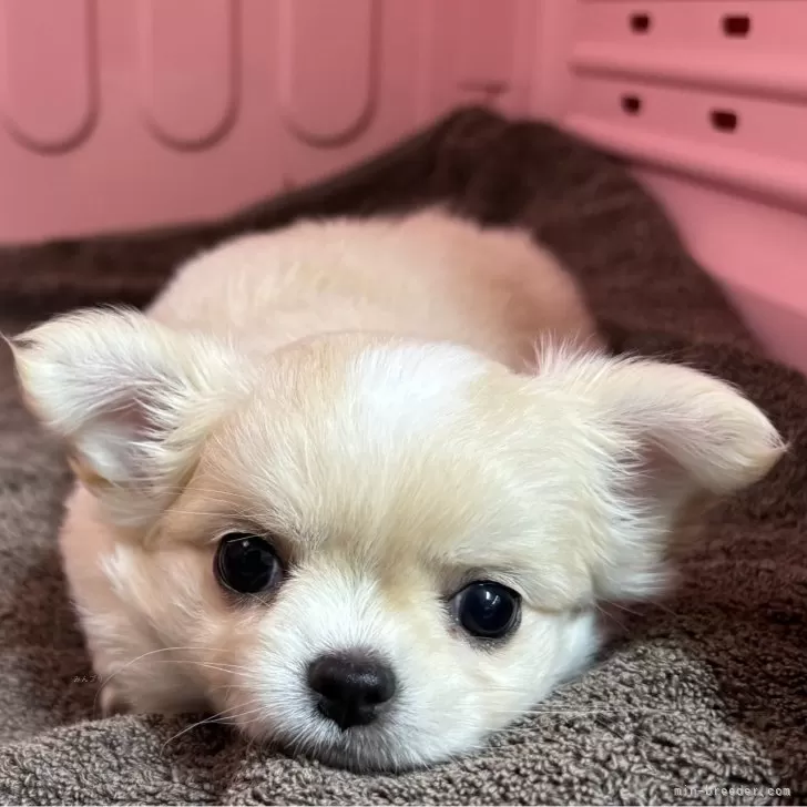 ぽてち 様のお迎えした子犬