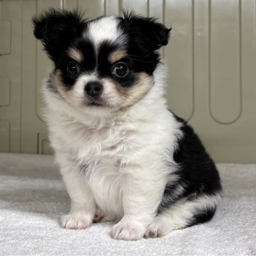 チワワ(ロング)【岐阜県・男の子・2025年9月23日・ブラックタン&ホワイト】の写真「一人っ子なので甘えん坊さん」