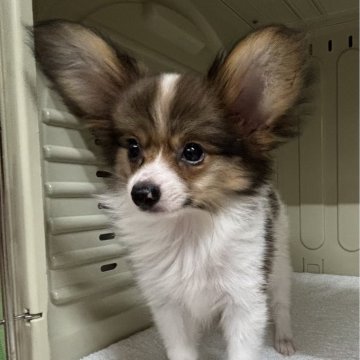 パピヨン【岐阜県・女の子・2025年7月23日・トライカラー】の写真「とっても元気な女の子鼻のアタマに約1mmの肌色」